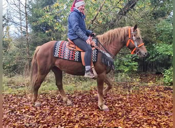 Other Breeds, Mare, 4 years, 15 hh, Chestnut-Red