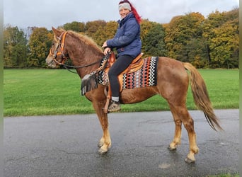 Other Breeds, Mare, 4 years, 15 hh, Chestnut-Red
