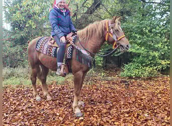 Other Breeds, Mare, 4 years, 15 hh, Chestnut-Red