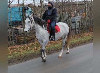 Other Breeds, Mare, 4 years, 15 hh, Grey-Dapple