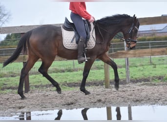 Other Breeds, Mare, 4 years, 15,1 hh, Brown