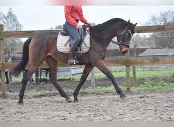 Other Breeds, Mare, 4 years, 15,1 hh, Brown