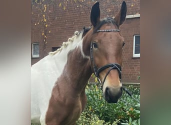 Other Breeds, Mare, 4 years, 15,1 hh, Pinto