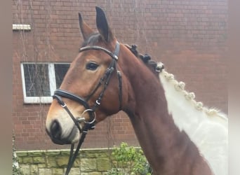 Other Breeds, Mare, 4 years, 15,1 hh, Pinto