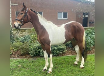 Other Breeds, Mare, 4 years, 15,1 hh, Pinto