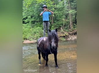 Other Breeds, Mare, 4 years, 15,2 hh, Black