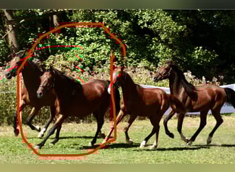 Other Breeds, Mare, 4 years, 15,2 hh, Brown