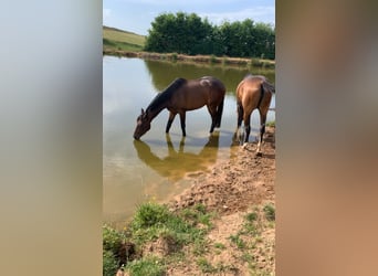 Other Breeds, Mare, 4 years, 15,2 hh, Brown