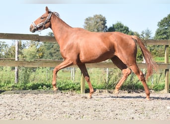 Other Breeds, Mare, 4 years, 16,1 hh, Chestnut-Red