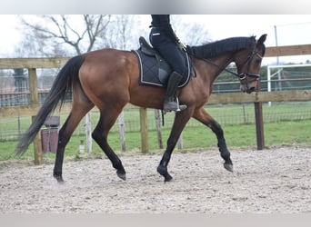 Other Breeds, Mare, 4 years, 16 hh, Bay