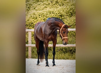 Other Breeds, Mare, 4 years, 16 hh, Brown