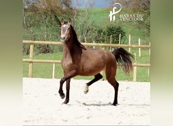 Other Breeds, Mare, 4 years, 16 hh, Dun