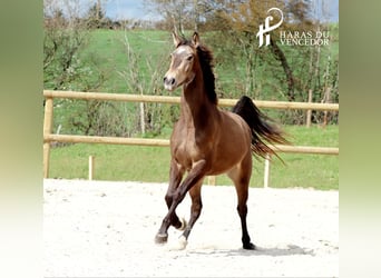 Other Breeds, Mare, 4 years, 16 hh, Dun