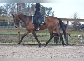 Other Breeds, Mare, 4 years, 16 hh, Gray-Red-Tan