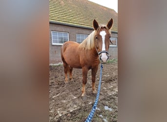 Other Breeds, Mare, 4 years, Chestnut-Red