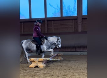 Other Breeds, Mare, 5 years, 12,1 hh, Pinto