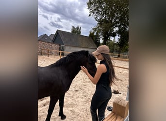 Other Breeds Mix, Mare, 5 years, 12.1 hh, Smoky-Black