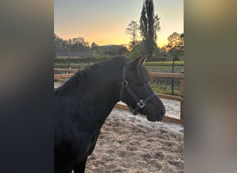 Other Breeds Mix, Mare, 5 years, 12.1 hh, Smoky-Black