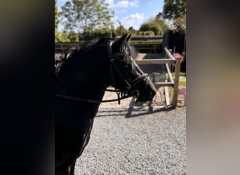 Other Breeds Mix, Mare, 5 years, 12.1 hh, Smoky-Black