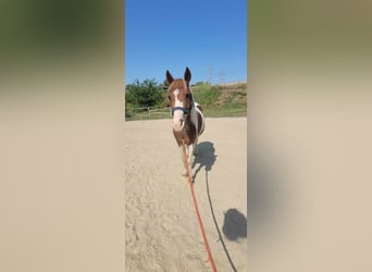 Other Breeds, Mare, 5 years, 12 hh, Gray-Red-Tan