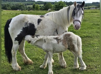Other Breeds, Mare, 5 years, 13.1 hh, Pinto