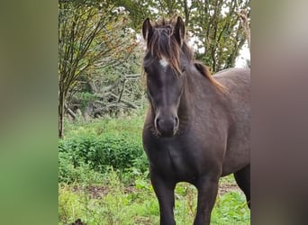 Other Breeds, Mare, 5 years, 13.2 hh, Black