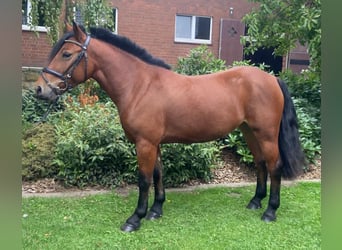 Other Breeds, Mare, 5 years, 13.2 hh, Brown