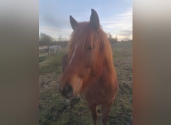 Other Breeds Mix, Mare, 5 years, 13.2 hh, Chestnut-Red