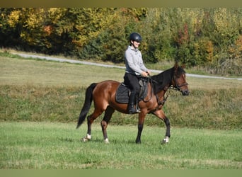 Other Breeds Mix, Mare, 5 years, 13.3 hh, Brown