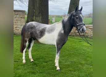 Other Breeds, Mare, 5 years, 13.3 hh, Pinto