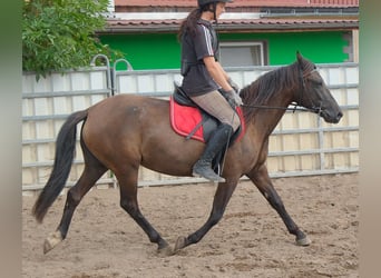 Other Breeds, Mare, 5 years, 14.1 hh, Bay-Dark
