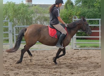 Other Breeds, Mare, 5 years, 14.1 hh, Bay-Dark