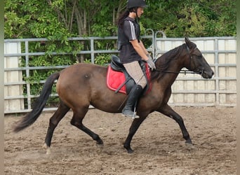 Other Breeds, Mare, 5 years, 14.1 hh, Bay-Dark