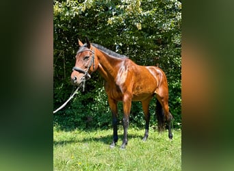 Other Breeds Mix, Mare, 5 years, 14.1 hh, Bay