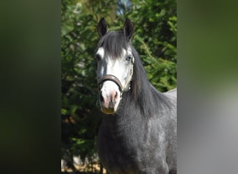 Other Breeds, Mare, 5 years, 14.1 hh, Gray-Dark-Tan