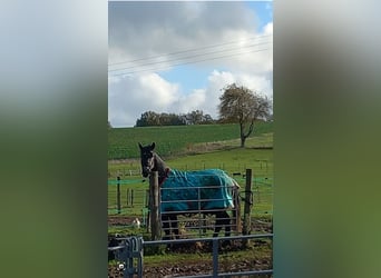 Other Breeds Mix, Mare, 5 years, 14.1 hh, Gray