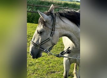Other Breeds Mix, Mare, 5 years, 14.1 hh, Gray
