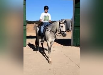 Other Breeds, Mare, 5 years, 14.1 hh, Grey