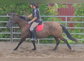 Other Breeds, Mare, 5 years, 14.1 hh, Smoky-Black