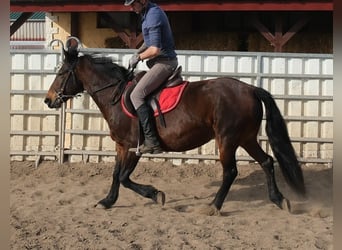 Other Breeds, Mare, 5 years, 14.2 hh, Bay-Dark