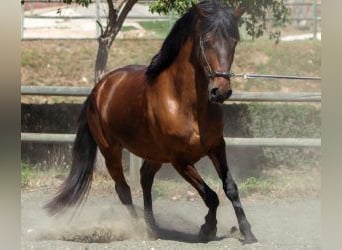 Other Breeds Mix, Mare, 5 years, 14.2 hh, Bay