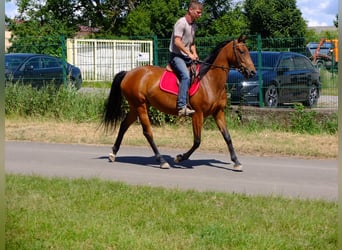 Other Breeds, Mare, 5 years, 14.2 hh, Brown