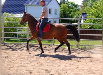 Other Breeds, Mare, 5 years, 14.2 hh, Brown