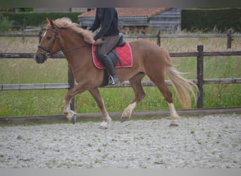 Other Breeds, Mare, 5 years, 14.2 hh, Chestnut-Red