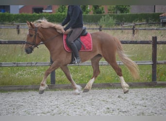 Other Breeds, Mare, 5 years, 14.2 hh, Chestnut-Red