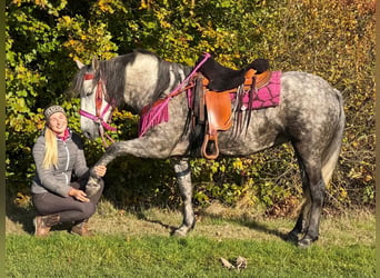 Other Breeds, Mare, 5 years, 14.2 hh, Grey-Dapple