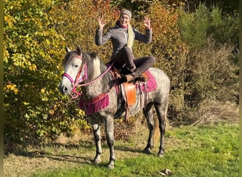 Other Breeds, Mare, 5 years, 14.2 hh, Grey-Dapple