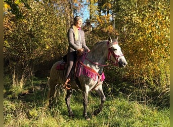 Other Breeds, Mare, 5 years, 14.2 hh, Grey-Dapple
