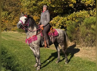 Other Breeds, Mare, 5 years, 14.2 hh, Grey-Dapple