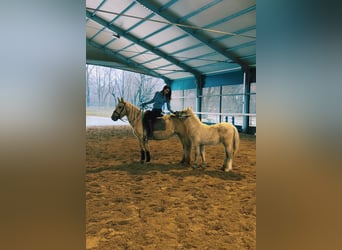 Other Breeds, Mare, 5 years, 14,1 hh, Palomino